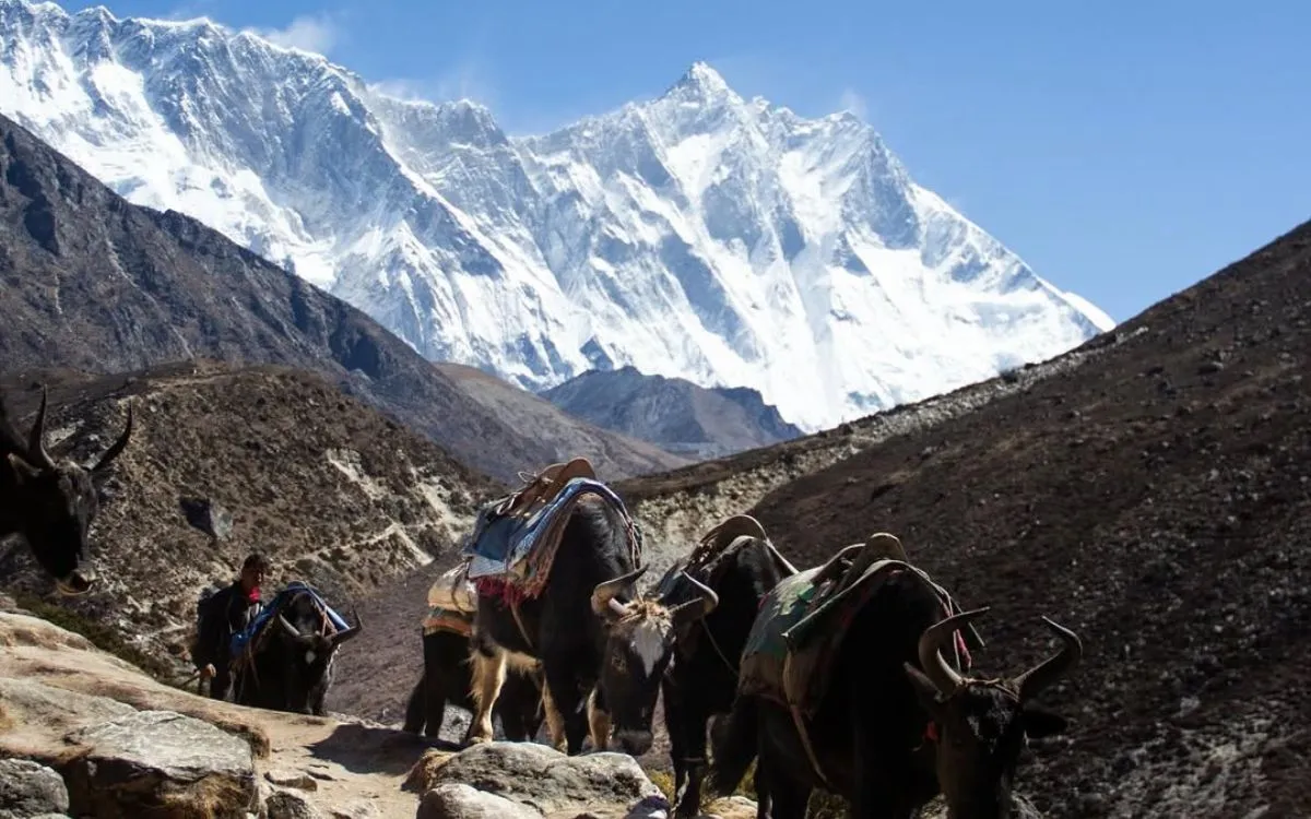 Yak caravan carrying expedition supplies on stone trail with Everest-Lhotse wall backdrop 