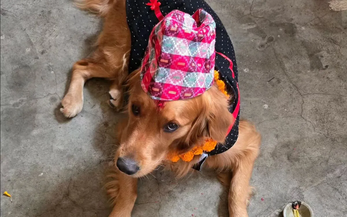 olden retriever wearing traditional Nepali dhaka topi hat and marigold garland celebrating Kukur Tihar festival in Nepal