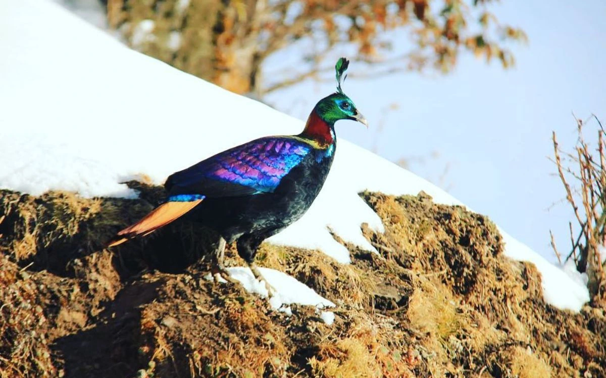 Himalayan monal pheasant displaying iridescent blue, green, and purple plumage on rocky ground.