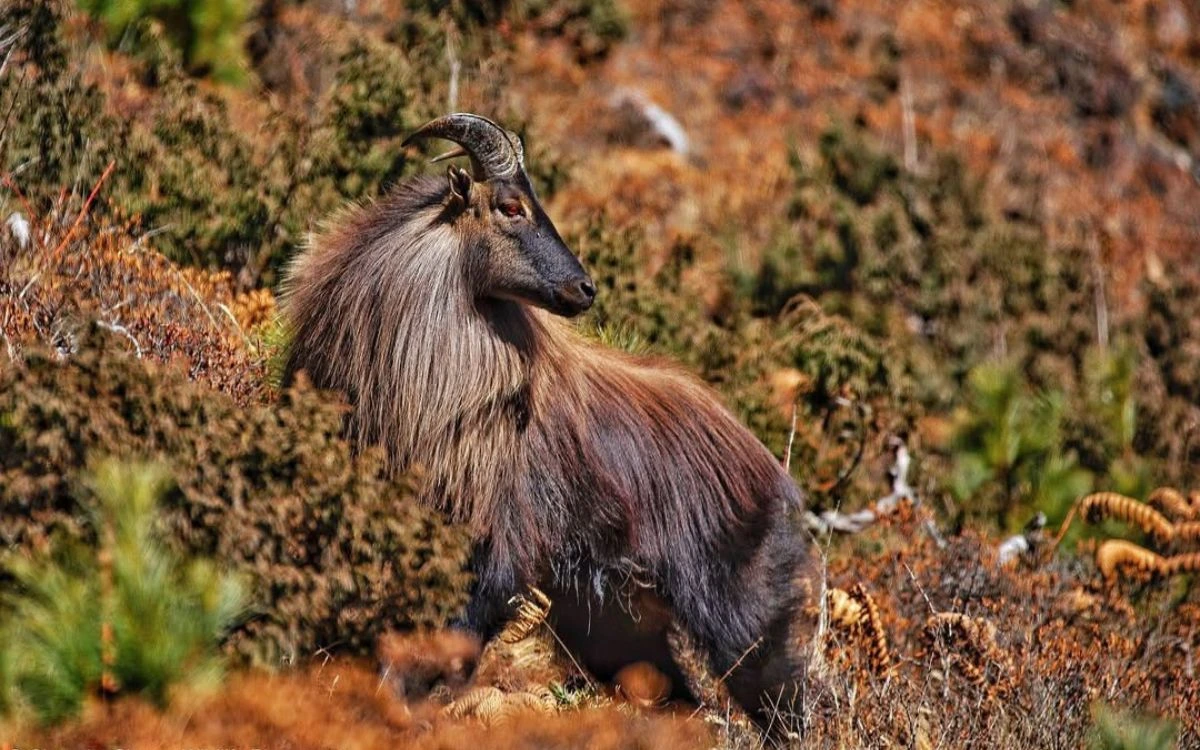 Himalayan tahr with thick brown coat standing on mountainous terrain.