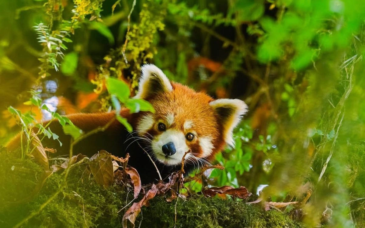 Red panda with distinctive russet fur and white markings in forest habitat.