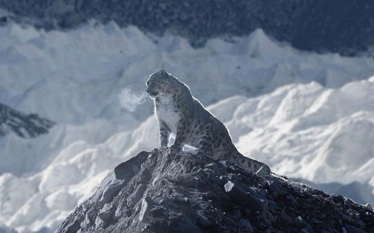 Snow leopard silhouetted on rocky outcrop with misty mountains behind.