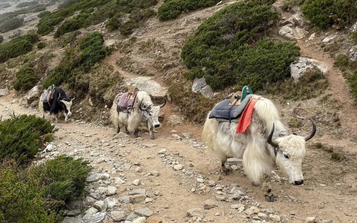  Yaks carrying supplies along mountain trail in high-altitude terrain.
