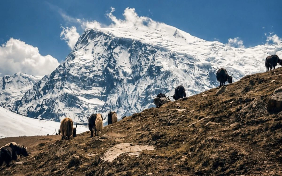 Yaks grazing below a snow peak in the Annapurna region