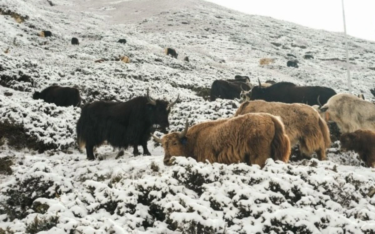 Yaks grazing on a snow-dusted slope in the Annapurna region