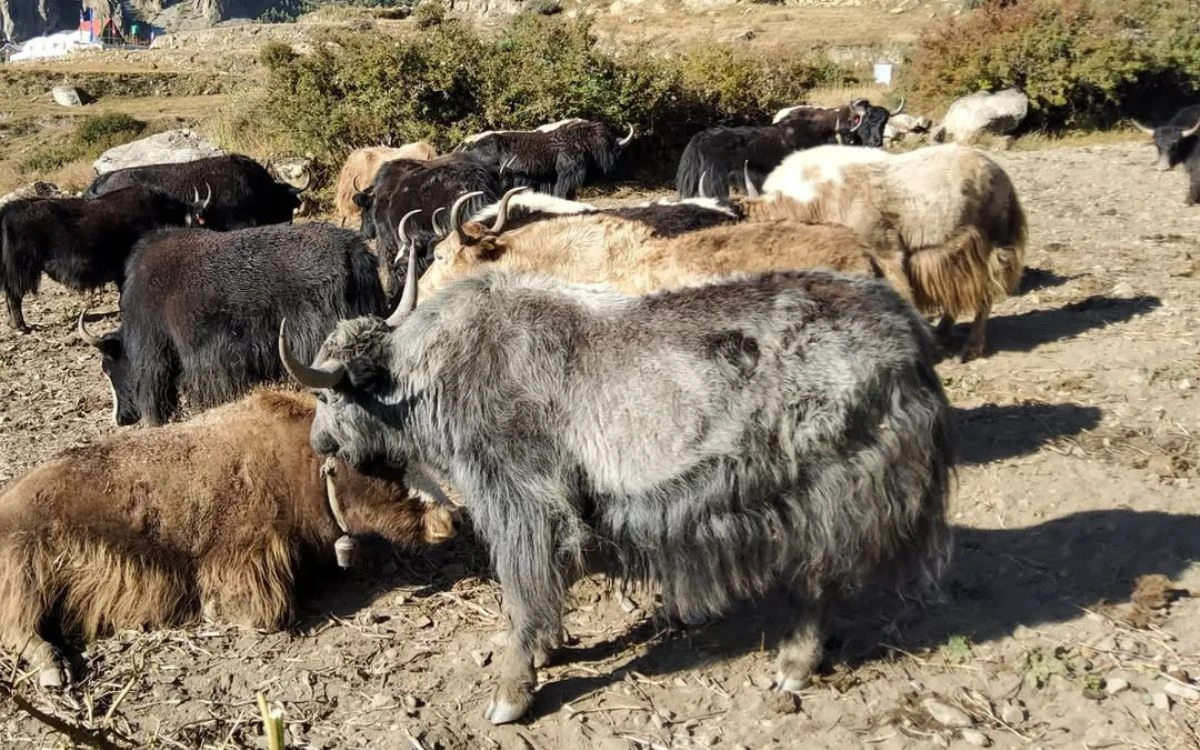 A herd of yaks grazing on dry terrain at Yak Kharka on the Annapurna Circuit