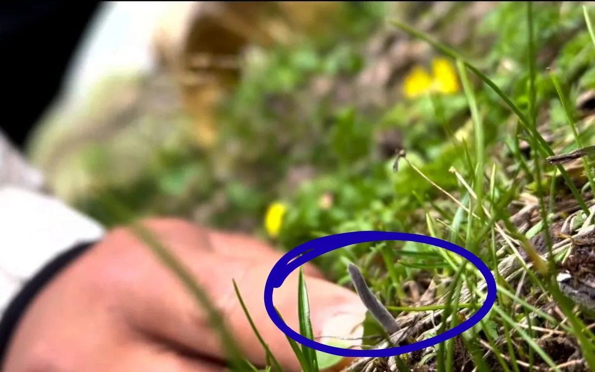 Close-up of Yarshagumba specimen with dark fungal stalk in alpine grass