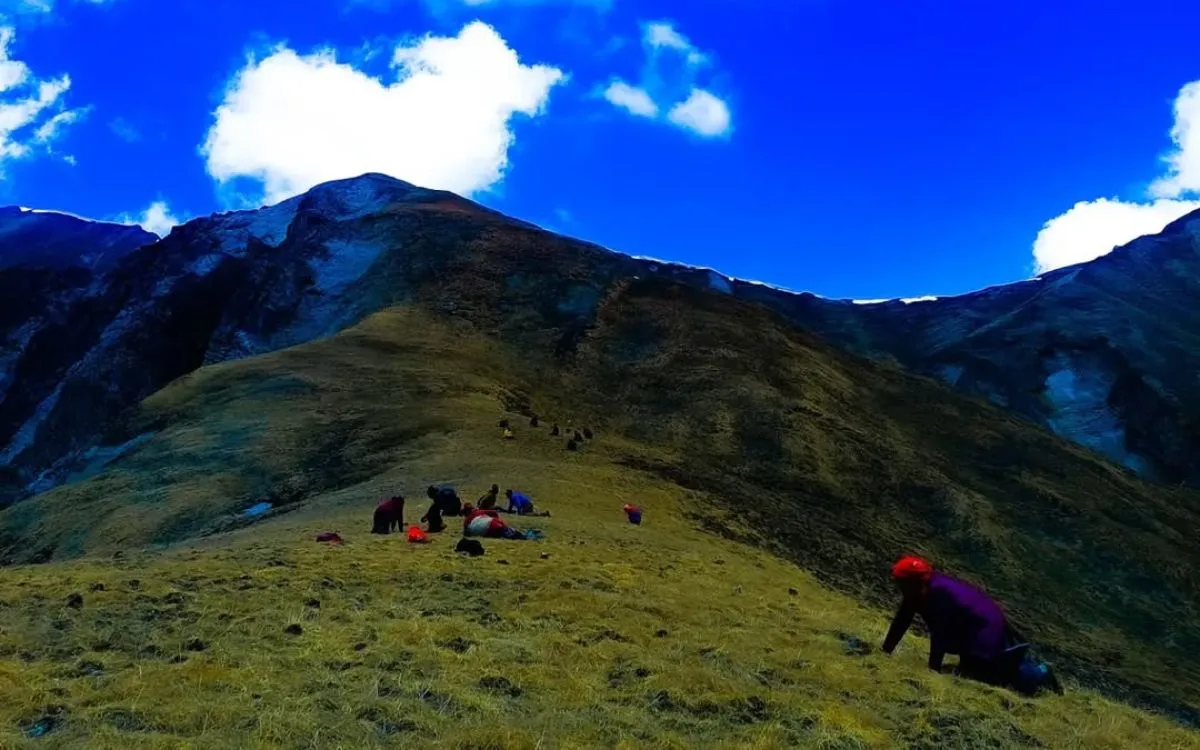 Yarshagumba collectors searching high-altitude Himalayan meadows