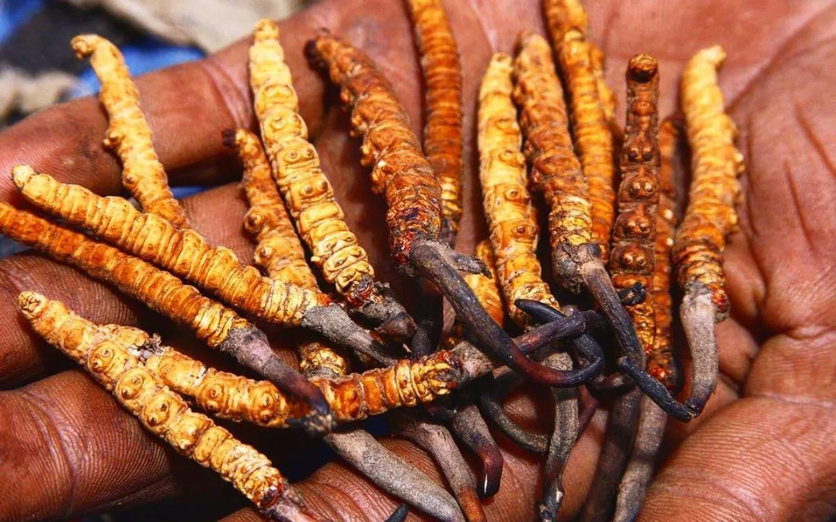 Fresh Yarshagumba specimens showing golden caterpillar bodies and black stalks