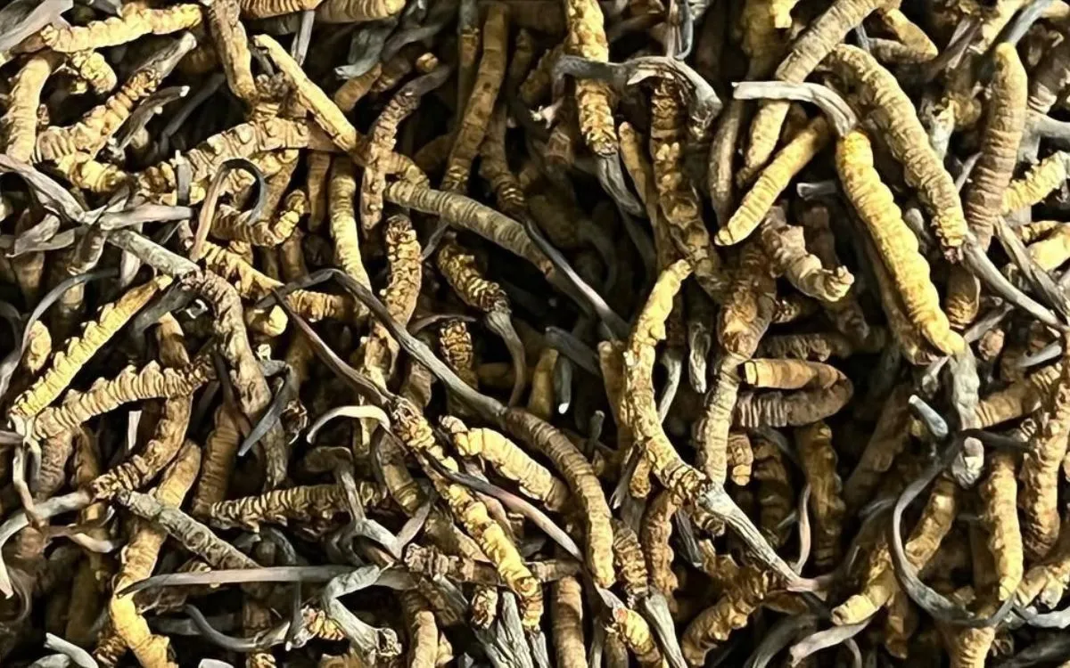 Bulk collection of dried Yarshagumba ready for market