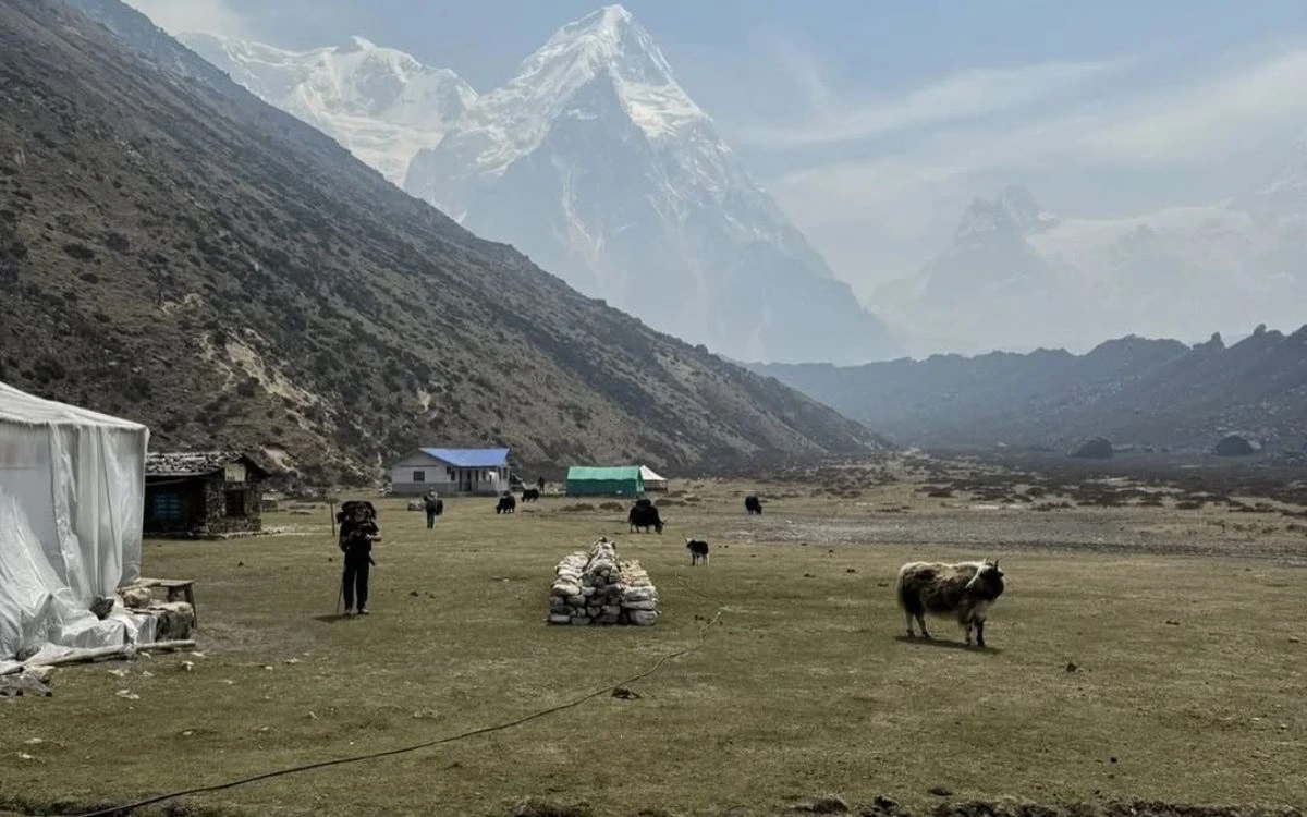 A remote Himalayan valley campsite near Kanchenjunga with grazing yaks and dramatic peaks