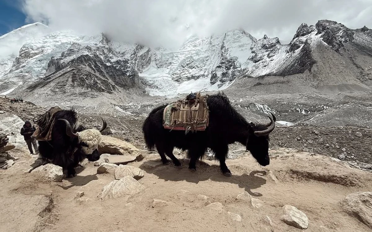 Two yaks carrying gear on a rocky Himalayan trail with snow-covered mountains in the background.