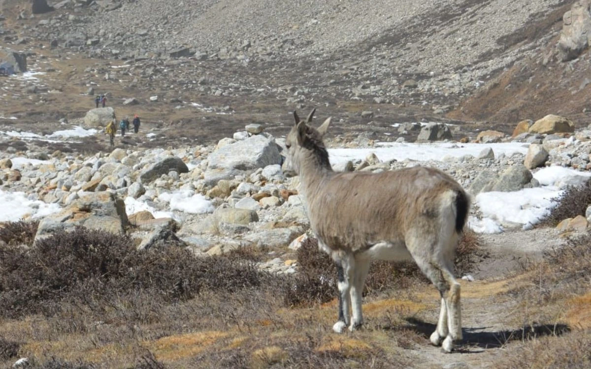 Himalayan Thar in Kanchenjunga Conservation Area Nepal