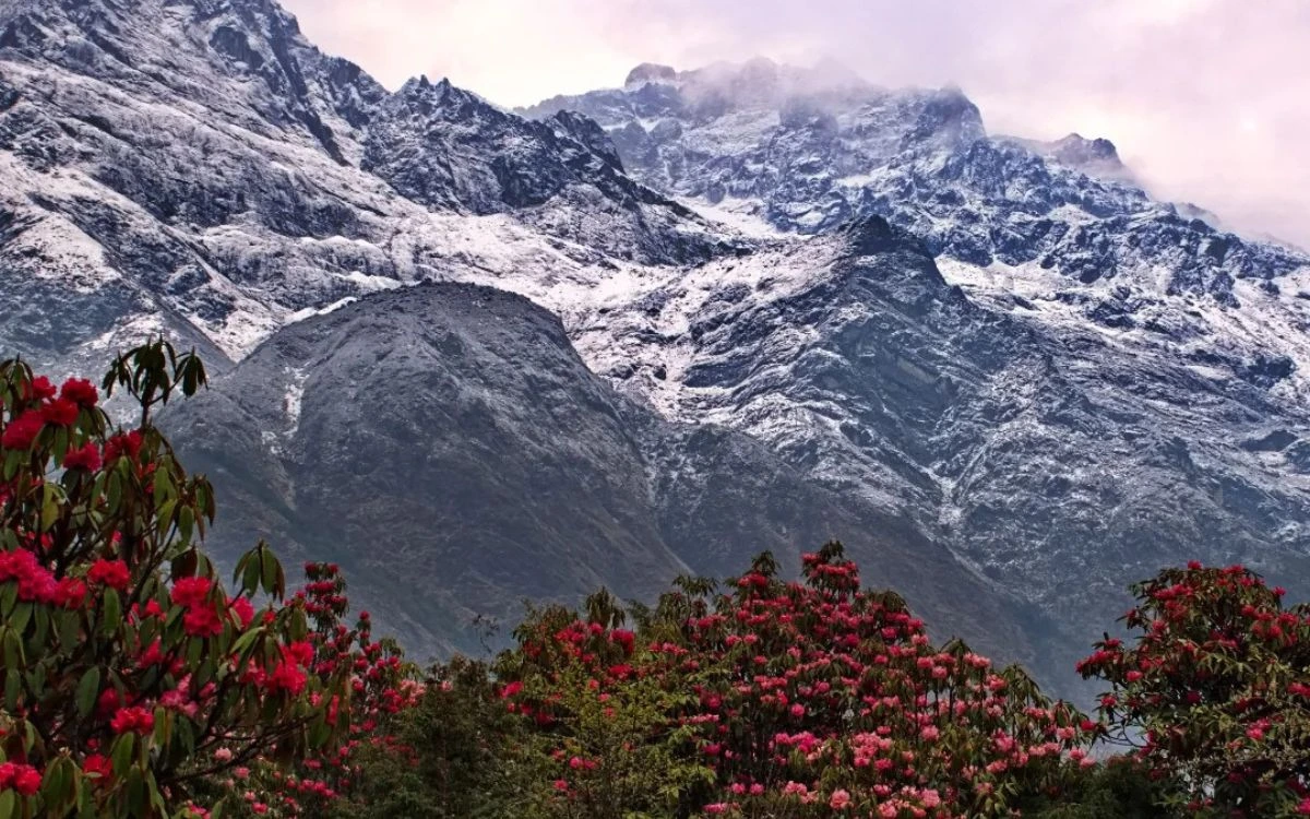 Rhododendron Flowers Kanchenjunga Himalaya Nepal