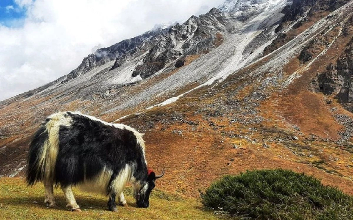 A yak grazing on an alpine meadow with a snow-streaked mountain slope on the Kanchenjunga Trek
