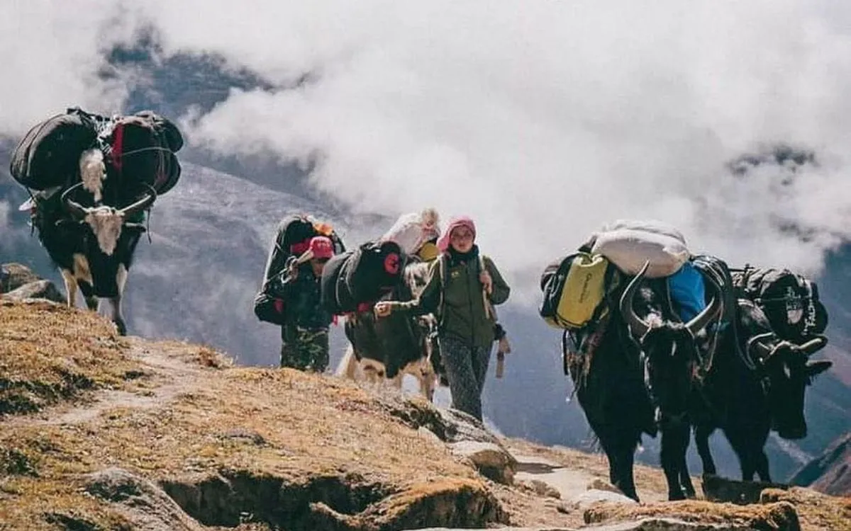 Yaks carrying supplies on Nepal trekking trail