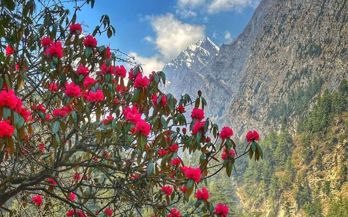 Spring rhododendron blooms with Himalayan mountains Manaslu Circuit