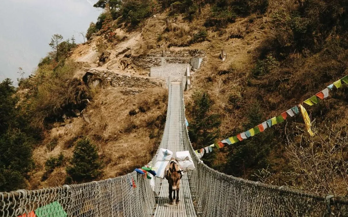 Pack animal crossing suspension bridge on Manaslu circuit