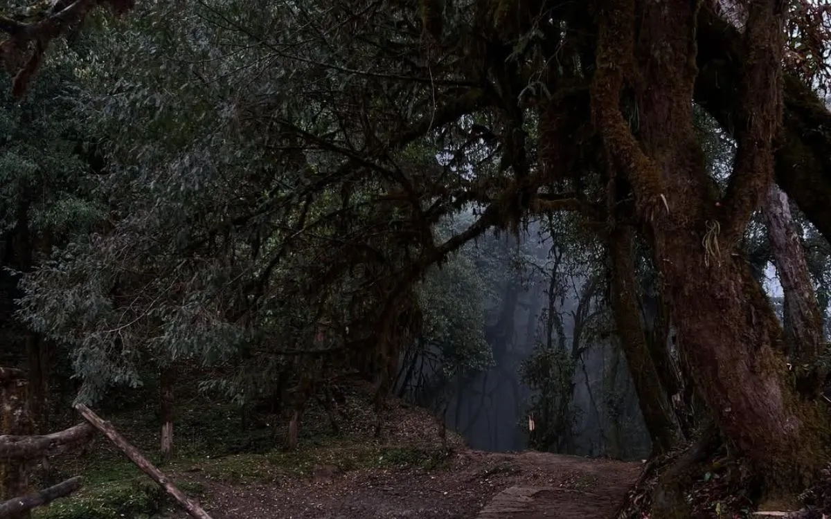 Misty rhododendron and oak forest trail between Siding Village and Forest Camp on Mardi Himal trek with ancient moss-draped trees