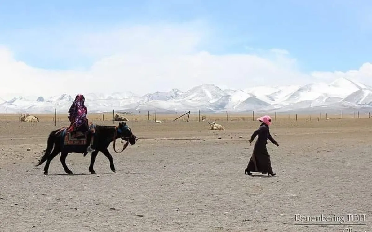 Tibetan people with yak walking across high-altitude plain with distant snow-covered mountains