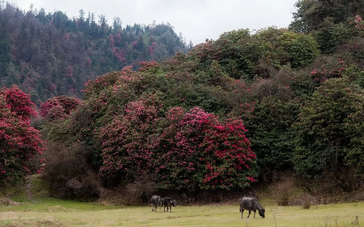 Buffalo grazing on a meadow in front of a hillside forest in full pink rhododendron bloom in Nepal