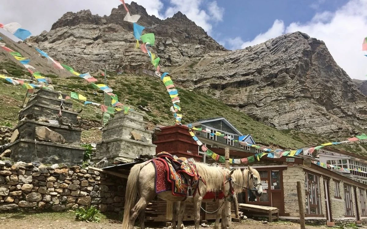 Saddled horses resting at Thorong Phedi teahouse with prayer flags and rocky peaks above