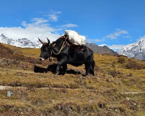 Kanchenjunga South Base Camp Trek