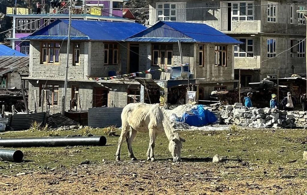 Accommodation on Langtang Valley Trek: What Can You Expect?